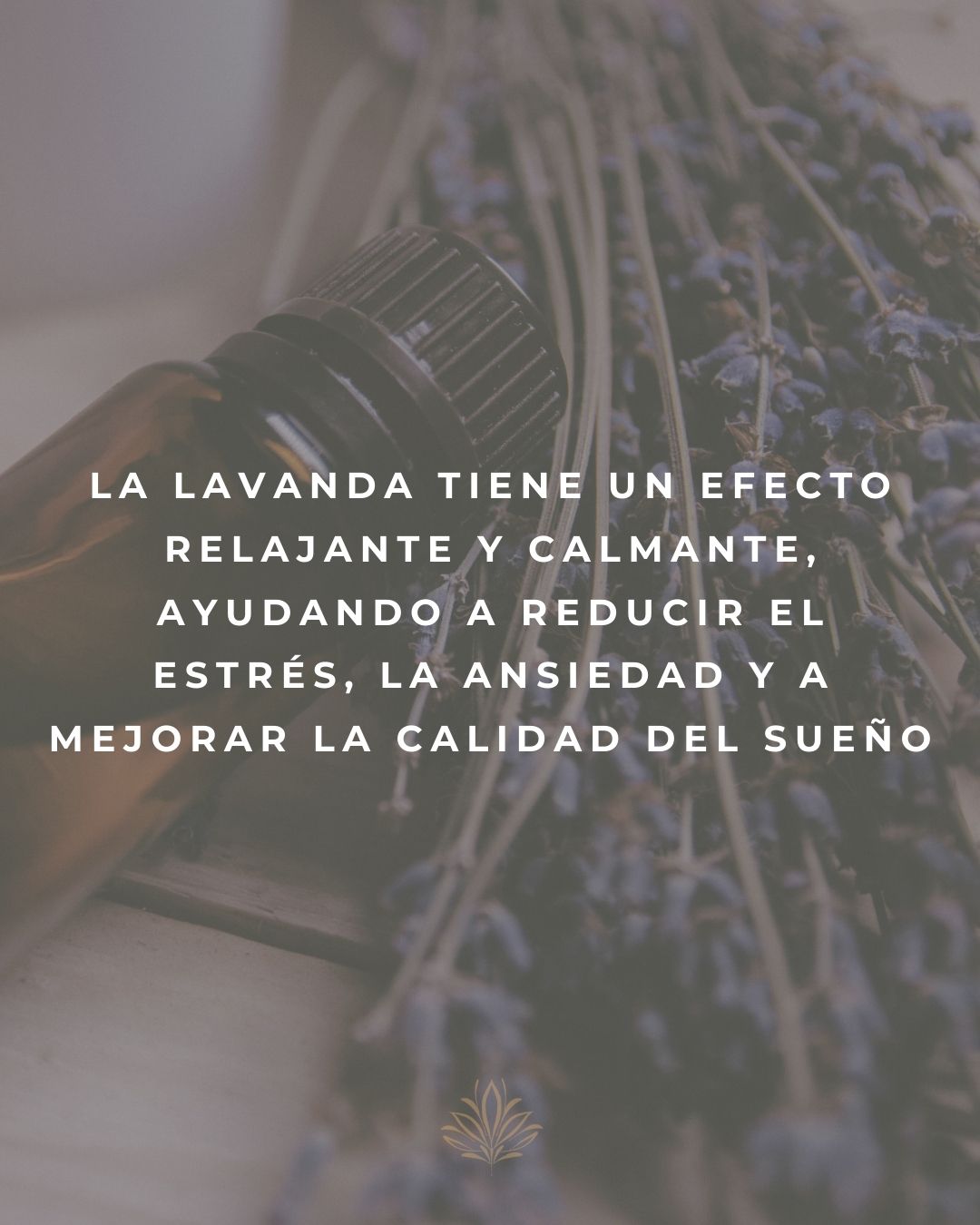 CREMA CORPORAL DE LAVANDA Y ALOE VERA